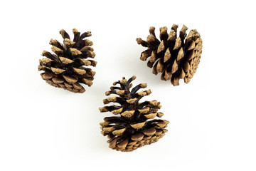 3 pine cones side view on white background