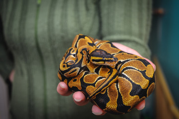 Woman holds royal python on her hand in small home snake breeding in Warsaw, Poland