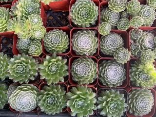 2 inch potted hen and chicks succulent plants