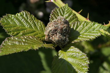 Marijuana Bud Close up Macro