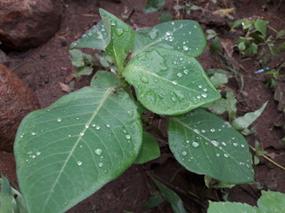 raindrops on leaves