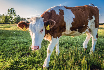 Young cow on a meadow in Jaczew village, located in Mazowieckie Province, Poland
