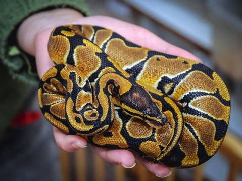 Woman holds royal python on her hand in small home snake breeding in Warsaw, Poland