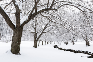 Winter time in Hurd Park, Dover, New Jersey with snowy cherry trees.