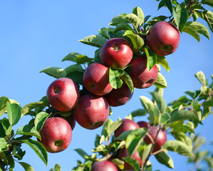 red apples on the tree in harvest season