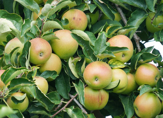 green apples on the tree in harvest season