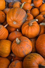 Several large orange pumpkins with long stems freshly picked at the farm