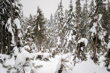 snow covered trees