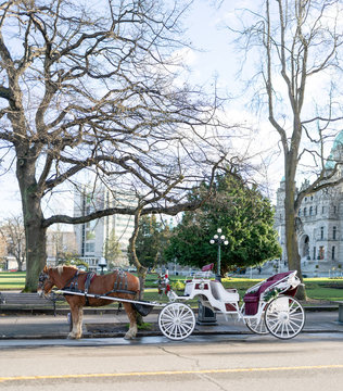 horse carriage in the park