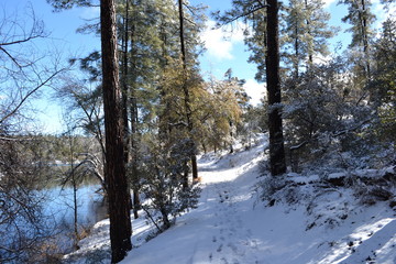 forest in winter