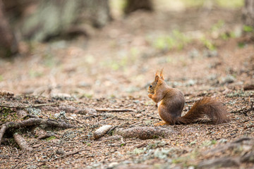 Europäisches Eichhörnchen (Sciurus vulgaris)