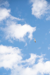 flying bird in the blue sky