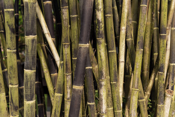 A background texture of bamboo growing wildly