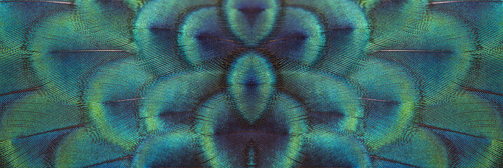 Closeup peacock feathers for beautiful background