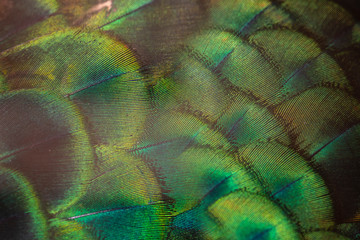 Closeup peacock feathers for beautiful background