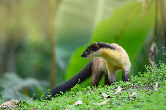 Yellow Throated Marten In Nature