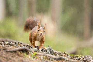 Europäisches Eichhörnchen (Sciurus vulgaris)