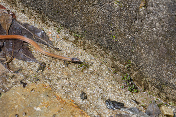 Cobra no parque de Conceição de Ibitipoca 