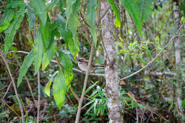 Pássaro nas árvores de Conceição de Ibitipoca 