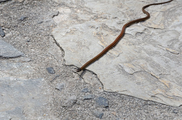 Cobra no parque de Conceição de Ibitipoca 