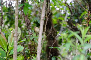 P&aacute;ssaro nas &aacute;rvores de Concei&ccedil;&atilde;o de Ibitipoca 