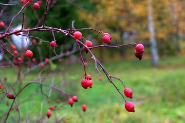 Selective focus to ripe red berries of medical rosehip on bush covered thorns  without leaves  with blurred autumn background.Soft focus photo.