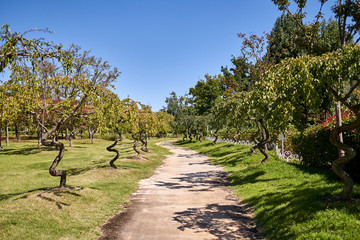 A weeping ume tree road at the Suncheonman National Garden in South Korea.