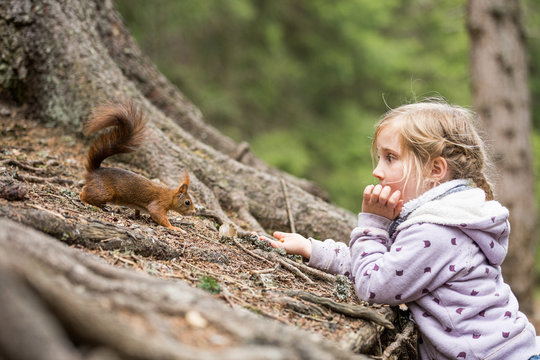 M&auml;dchen f&uuml;ttert Eichh&ouml;rnchen mit einer Haselnuss, Europ&auml;isches Eichh&ouml;rnchen (Sciurus vulgaris)