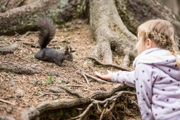 Mädchen füttert Eichhörnchen mit einer Haselnuss, Europäisches Eichhörnchen (Sciurus vulgaris)