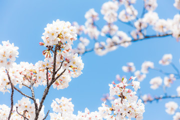 cherry blossoms in full boom,　満開の桜