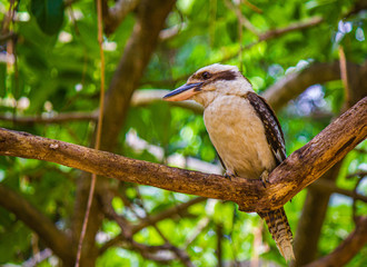 Laughing Kookaburra (Dacelo novaeguineae) perched on branch