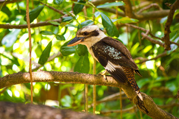 Laughing Kookaburra (Dacelo novaeguineae) perched on branch