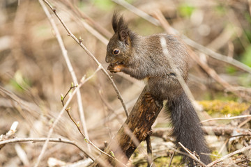 Europäisches Eichhörnchen (Sciurus vulgaris), sitzt auf Aststumpf und frisst