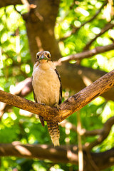 Laughing Kookaburra (Dacelo novaeguineae) perched on branch