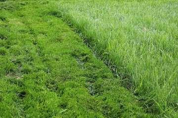 Fototapeta na wymiar A strip of mowed lawn against tall grass