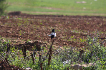 the magpie bird in a cultivated field