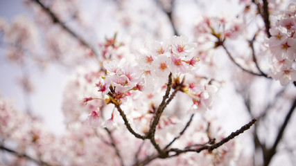 柔らかな光に包まれて咲く情緒的な日本の桜、ソメイヨシノ