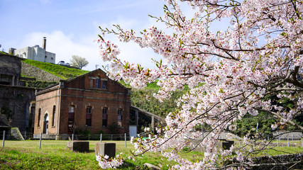 青空に桜かおる佐渡金銀山、近代産業遺産の春