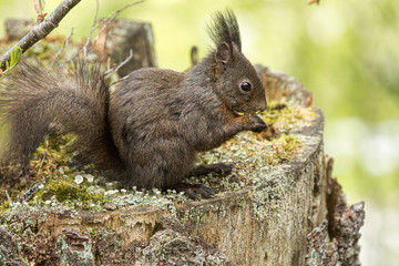 Europäisches Eichhörnchen (Sciurus vulgaris), sitzt auf einem alten Baumstumpf und frisst