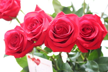 Beautiful red roses