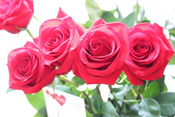 Beautiful red roses