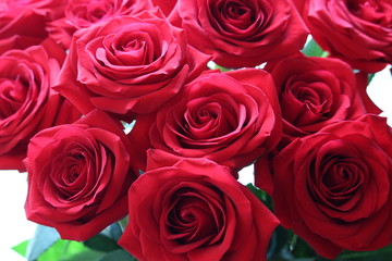 Beautiful red roses