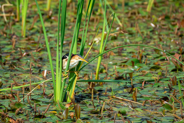 Least Bittern Hunting in Marsh