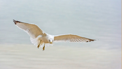 seagull in flight