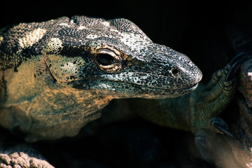 Lace monitor during the day.