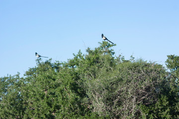 the magpie bird on the moroccan argan trees