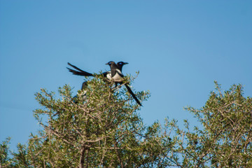 the magpie bird on the moroccan argan trees
