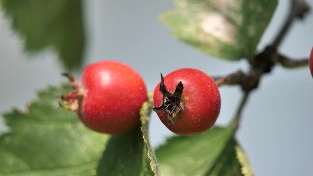 Small Red Wild Apples (Crataegus Azarolus) on tree branch in spring
