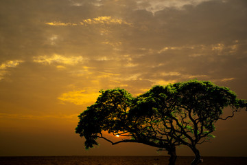 Sunset at the Sea with a view through the tree
