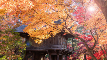 紅葉、赤黄オレンジに染まったカエデの葉
